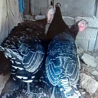 بوقلمون نر|حیوانات مزرعه|قوچان, |دیوار