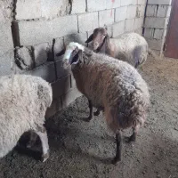 میش بره آبستن بیاس آباد|حیوانات مزرعه|قاسمآباد (خواف), |دیوار