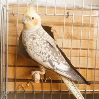 عروس هلندی،طوطی برزیلی،مرغ عشق|پرنده|کرج, ساسانی (قلمستان)|دیوار