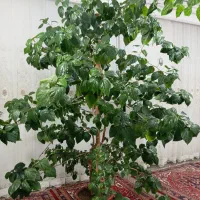 گل بنجامین|گل و گیاه طبیعی|هوراند, |دیوار