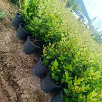 یاس هلندی گلدان 3 پر خوشگل