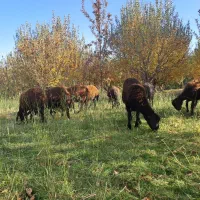 گوسفند بره قزل