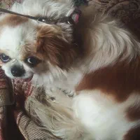 سگ شیواوا|سگ|سبزوار, قصبه غربی|دیوار