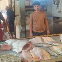 ماهی|ماهی|شوشتر, |دیوار