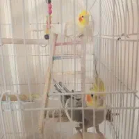 ۲ تا عروس هلندی نر