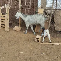 دو عدد بزکهره دار،کهره پاکستانی|حیوانات مزرعه|جهرم, |دیوار