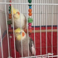 عروس هلندی یه جفت. ۲۵۰۰