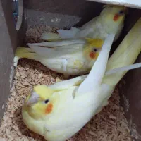 تخم نطف دار طوطی عروس|پرنده|بهبهان, |دیوار