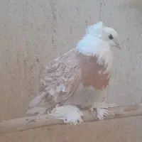 ماده جکسون زیبا و پر فر|پرنده|قم, لسانی|دیوار