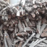 بریدن درخت با اره موتوری|خدمات باغبانی و درختکاری|اردکان, |دیوار