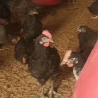 جوجه مرغ و خروس محلی