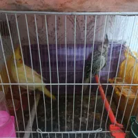 عروس هلندی|پرنده|مشهد, کشف|دیوار