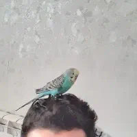 مرغ عشق دستی|پرنده|اندیشه, اندیشه فاز ۵|دیوار