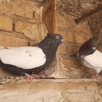 دوتا ماده سینه ای