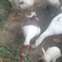 غاز نژاد دار