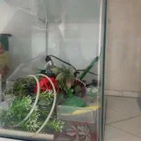 آکواریوم شیشه خم