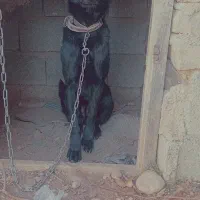 مالینیوز و ژرمن