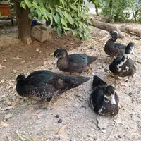 اردک روسی