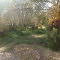 ۵۰قصب زمین و خانه ۶۵متری|فروش زمین و ملک کلنگی|فهرج, |دیوار