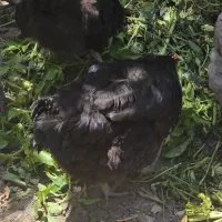 مرغ و خروس  نژاد دار