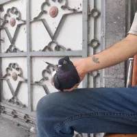 کفتر زاغ دم سفید