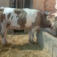 گاو سیمنتال|حیوانات مزرعه|بجنورد, |دیوار