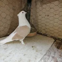 کبوتر|پرنده|ری, عباسآباد|دیوار