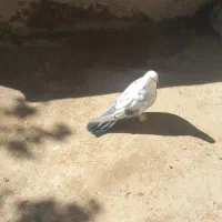 کبوتر صداکن