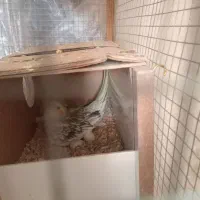 نرماده عروس هلندی|پرنده|کرمان, |دیوار