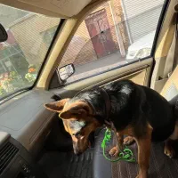 سگ پیدا شده