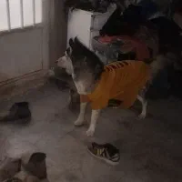 سگ نگهبان نژاد هاسکی فقط 4ملیون