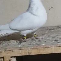 سفید کلایی نر