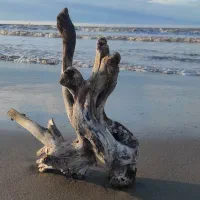 تنه چوب تزئینی