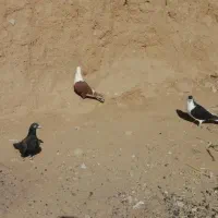 کفتر کلاغ ساده زاغ