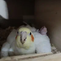 جفت مولد لوتینو کارداده