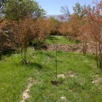باغ ۶۵۰ متری در باغ فین با کلبه و درختان میوه