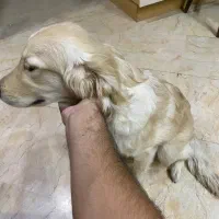 سگ گلدن|سگ|تهران, حکمت|دیوار