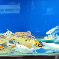 ماهی کوی ۵۰ سانتی|ماهی|تهران, مجیدیه|دیوار