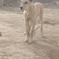 ماده عتیقه فروشی|سگ|چناران, |دیوار