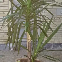 گل یوکا بزرگ -شاخ گوزنی بزرگ|گل و گیاه طبیعی|بندر گناوه, |دیوار
