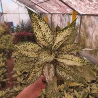 اگلونما برفی،سایز سطل ۳،عباس آباد