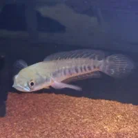 چانا یلومارو