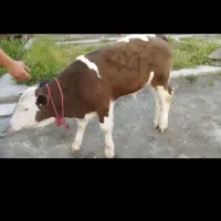 گوسااله سیمینتال