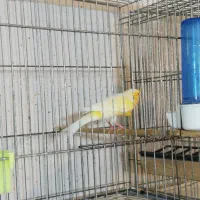 ماده|پرنده|بجنورد, |دیوار