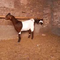 بز شکم ۲ با بزغاله نر