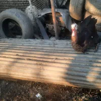 اهن الات صنعتی|خدمات پیشه و مهارت|شلمان, |دیوار