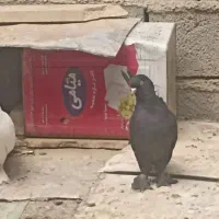 ماده سیاه نردم سبز|پرنده|جونقان, |دیوار