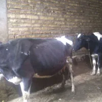 گاو|حیوانات مزرعه|ماهنشان, |دیوار