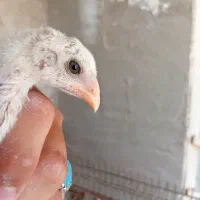 جوجه لاری
