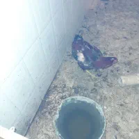 خروس لاری